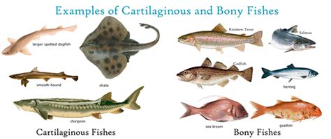 cartilaginous fish|15 Examples of Cartilaginous Fish (With Pictures).
